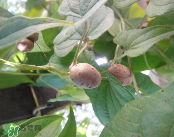 山藥豆能泡酒嗎？山藥豆能打豆?jié){嗎？