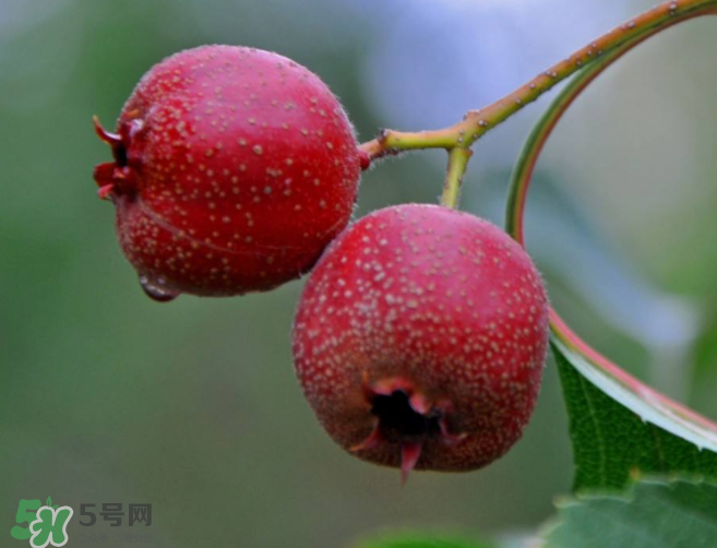 山楂和決明子泡茶喝的功效是什么？