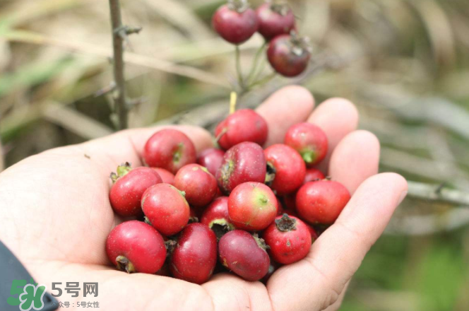 山楂和蜂蜜能一起沖水喝嗎？