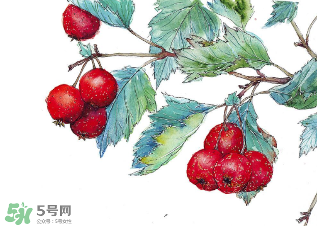 山楂要煲多長(zhǎng)時(shí)間最好？山楂要什么時(shí)候吃最好？