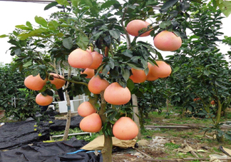 三紅蜜柚幾年結(jié)果？種三紅蜜柚好還是紅肉蜜柚好？