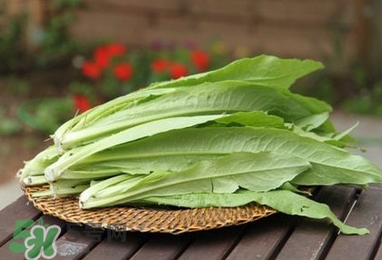 萵苣葉能吃嗎？萵苣葉和油麥菜有什么區(qū)別