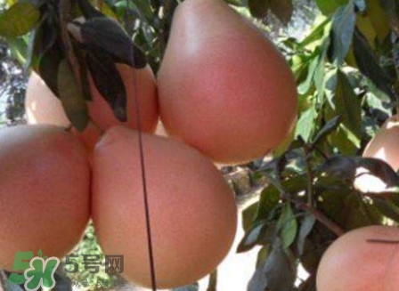 三紅蜜柚口味怎么樣？三紅蜜柚苗多少錢(qián)一棵