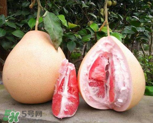 三紅蜜柚多少錢一斤2017？三紅蜜柚好吃嗎