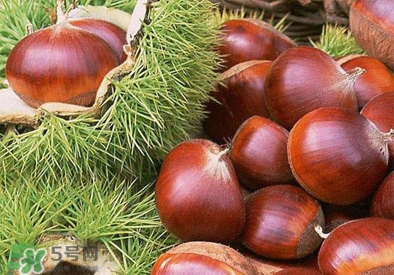 板栗酒能治療腎陽虛嗎？板栗泡酒真的能壯陽嗎？
