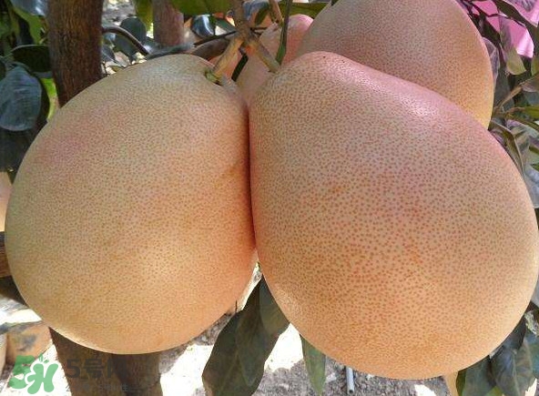 三紅蜜柚湖南可以種嗎？什么地方合適種三紅蜜柚