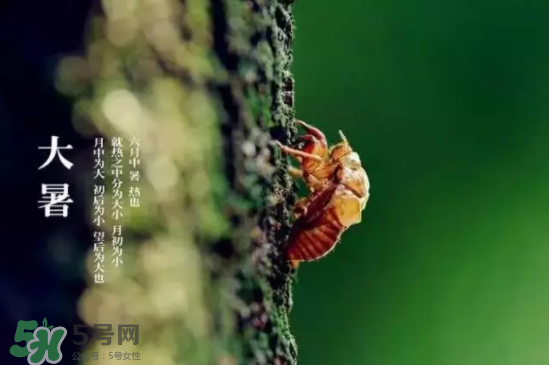 三伏天怎樣飲食？三伏天不宜做哪些事？