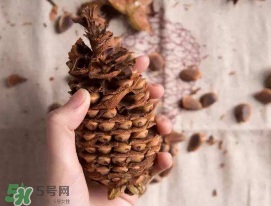 松籽有什么營養(yǎng)價值？松籽仁的功效與作用