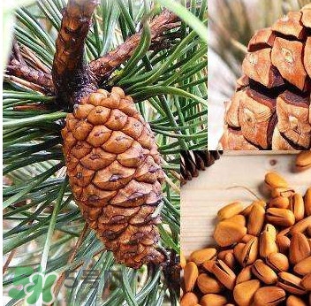 松籽是什么樹結(jié)的？松子還是松籽？
