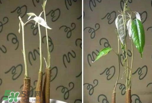 榴蓮籽能種嗎？榴蓮籽怎么種小盆栽？