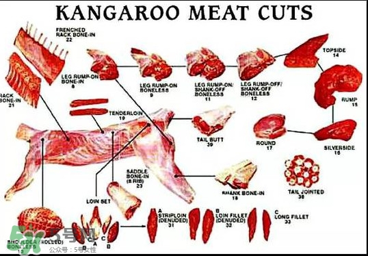 袋鼠是老鼠嗎？袋鼠肉好吃嗎