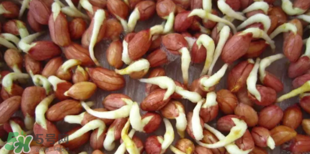 什么樣的花生適合發(fā)芽？花生的食用方法