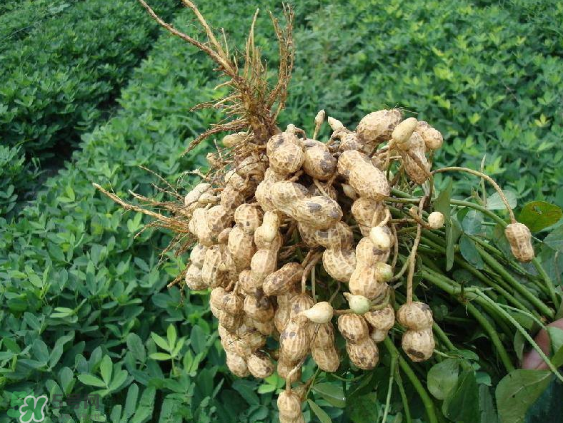 花生的藥用價(jià)值有哪些？花生不能和什么一起吃？