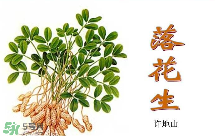 落花生是什么？關于花生的分解