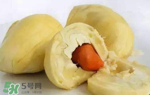 榴蓮籽能種嗎？榴蓮籽怎么種小盆栽？