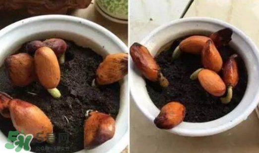 榴蓮籽能種嗎？榴蓮籽怎么種小盆栽？