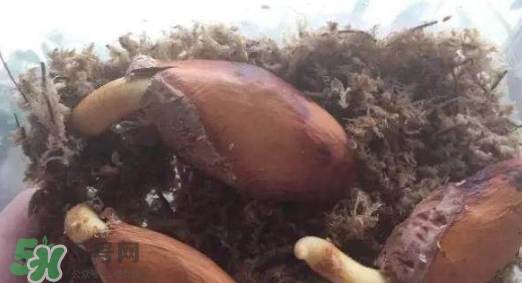 榴蓮籽能種嗎？榴蓮籽怎么種小盆栽？