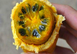 八月炸適合哪里種植？八月炸作用和功效是什么