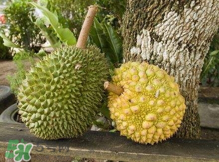 哺乳期吃榴蓮對(duì)寶寶有影響嗎？哺乳期吃榴蓮寶寶會(huì)過(guò)敏嗎？