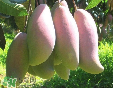 芒果有哪些品種？哪種芒果最好吃？