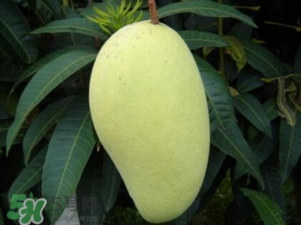 芒果有哪些品種？哪種芒果最好吃？