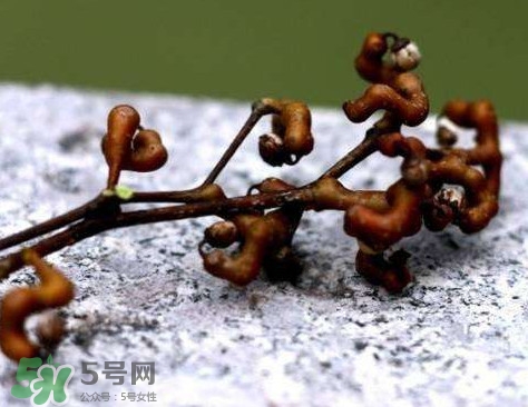 拐棗可以嫁接嗎？拐棗是哪里的特產(chǎn)