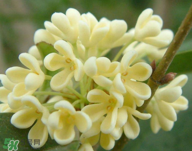 新鮮桂花怎么清洗？新鮮桂花可以冷凍嗎？