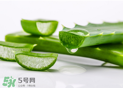 蘆薈泡酒治皮膚病嗎？蘆薈泡酒的功效與作用