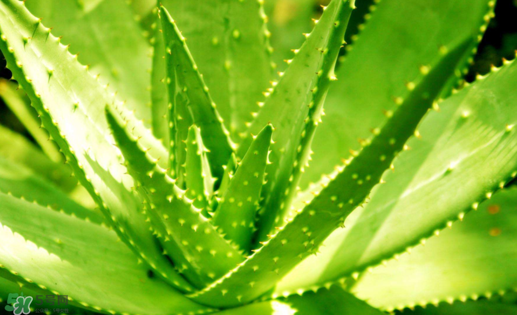 蘆薈泡酒的注意事項(xiàng)有哪些？蘆薈泡酒的做法