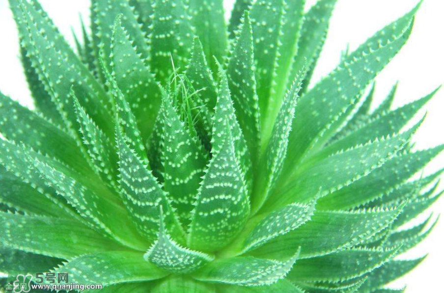 蘆薈有哪些作用？蘆薈會(huì)開花嗎？