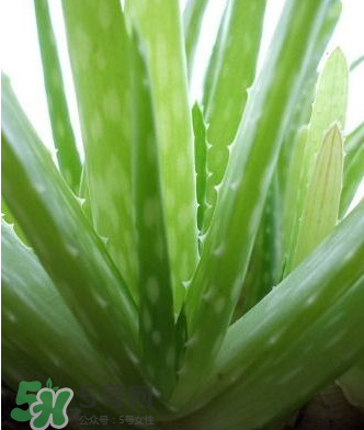 蘆薈膠的醫(yī)療作用有哪些？蘆薈膠的使用方法有哪些？