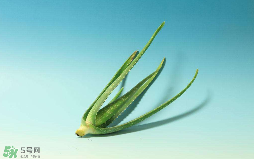 蘆薈膠的醫(yī)療作用有哪些？蘆薈膠的使用方法有哪些？