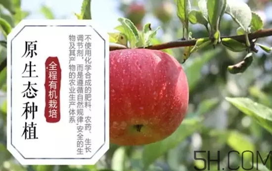 美八蘋果價格多少錢？美八蘋果多少錢一斤？