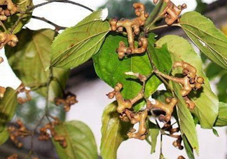 新鮮拐棗吃著澀怎么處理？拐棗為什么澀