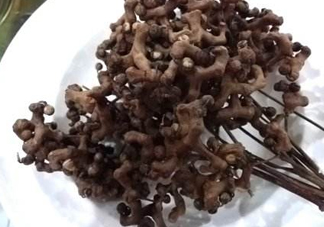 拐棗可以嫁接嗎？拐棗是哪里的特產(chǎn)
