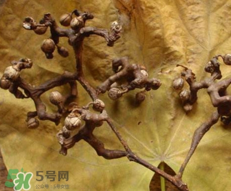 拐棗為什么沒(méi)人買？拐棗學(xué)名是什么