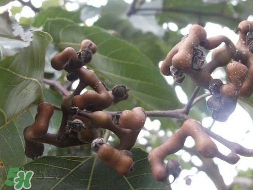 拐棗熬水喝有哪些好處？拐棗怎樣種植