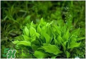 螺旋藻是海帶嗎？螺旋藻是海藻嗎？