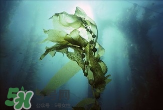 螺旋藻能解酒嗎？解酒的方法有哪些？