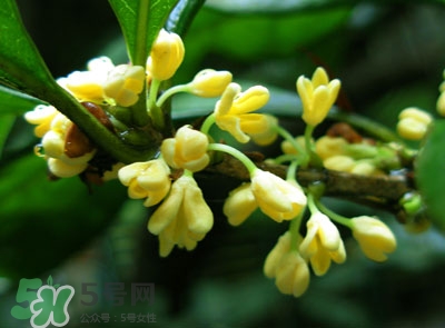 新鮮桂花怎么清洗？新鮮桂花可以冷凍嗎？