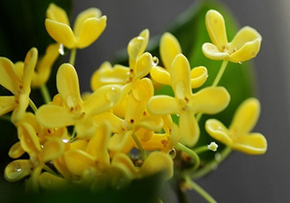 新鮮桂花怎么清洗？新鮮桂花可以冷凍嗎？
