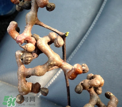 拐棗為什么沒(méi)人買？拐棗學(xué)名是什么
