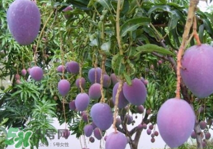 芒果有哪些品種？哪種芒果最好吃？