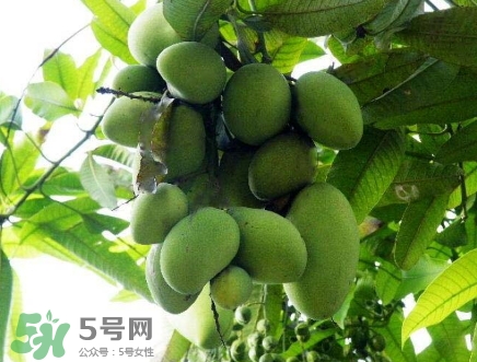 芒果有哪些品種？哪種芒果最好吃？