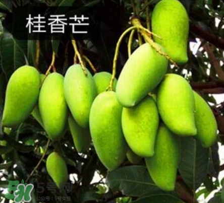 芒果有哪些品種？哪種芒果最好吃？