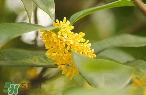 新鮮桂花怎么清洗？新鮮桂花可以冷凍嗎？