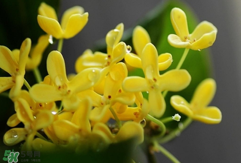 新鮮桂花怎么清洗？新鮮桂花可以冷凍嗎？