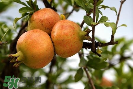 中秋節(jié)吃石榴嗎？中秋節(jié)吃石榴有什么寓意？