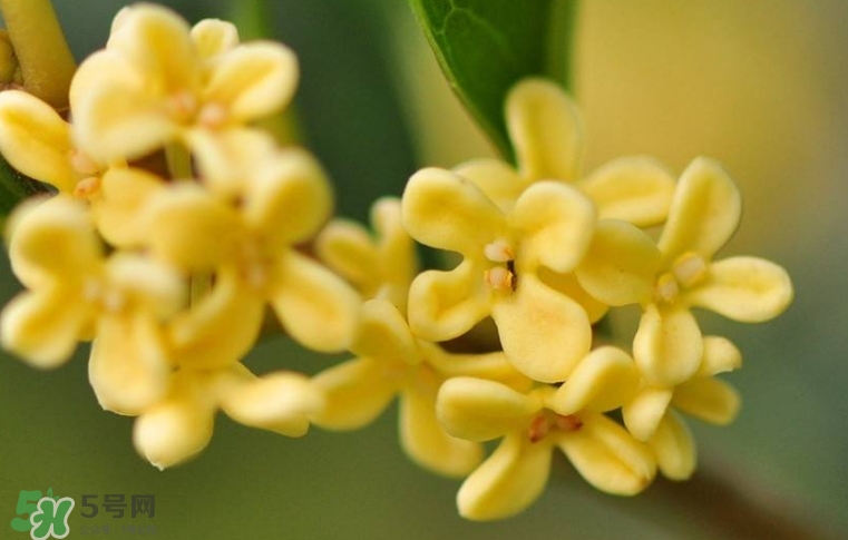 新鮮桂花怎么清洗？新鮮桂花可以冷凍嗎？