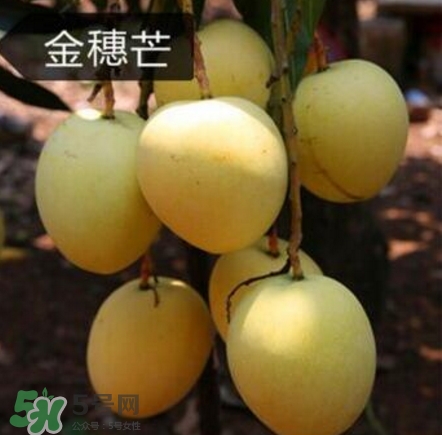芒果有哪些品種？哪種芒果最好吃？